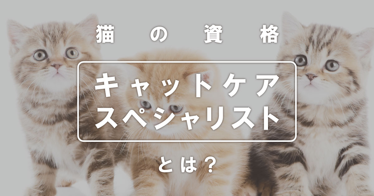 猫資格】キャットケアスペシャリストとは？口コミや合格率、活かせる ...