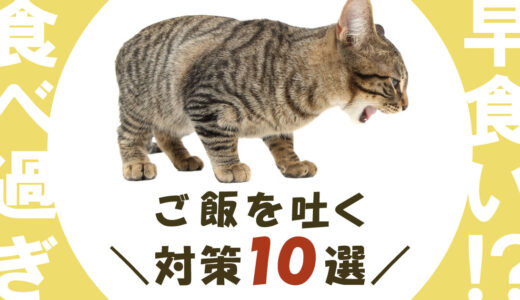 【プロが解説】猫がご飯を吐く！原因と対策10個｜危険な嘔吐の見極め方は？